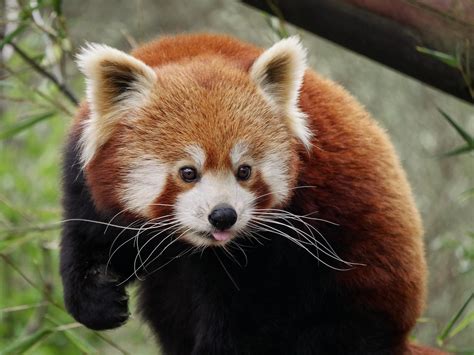 Wallpaper Red Panda Protruding Tongue Cute Hd Widescreen High