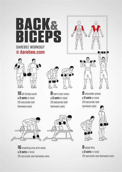 Träningsprogram För Biceps Bästa Armövningarna
