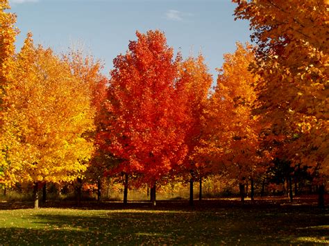 Color Your Landscape With Fabulous Fall Color Knechts Nurseries