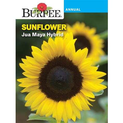 Burpee Jua Maya Hybrid Sunflower Flower Seed 1 Pack