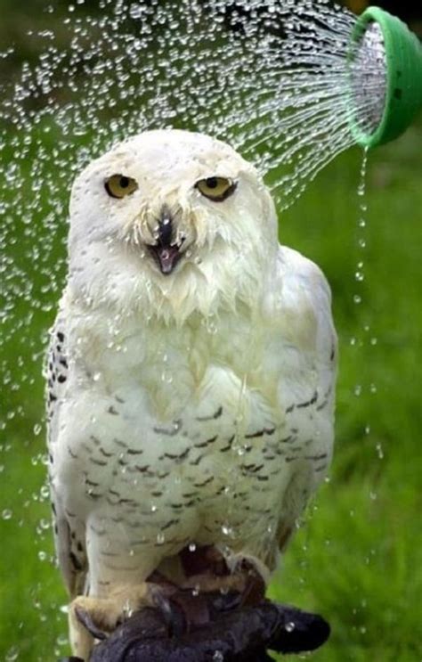 30 Funny Pictures Of Animals Taking A Bath