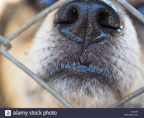 Animal Snout High Resolution Stock Photography And Images Alamy