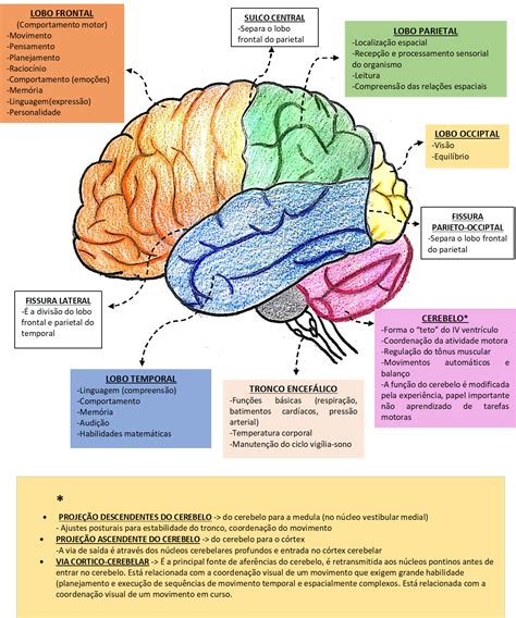 Mapa Mental Cerebro