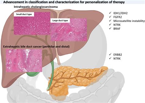 Summarizing Morphological And Molecular Advancement In Biliary Tract