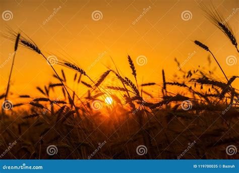 Cereal Wheat Fields At Sunrise Stock Image Image Of Fields