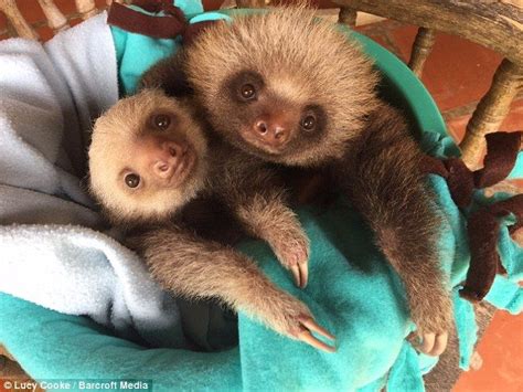 Baby Sloths Learn To Climb With The Help Of A Rocking Chair Cute Baby
