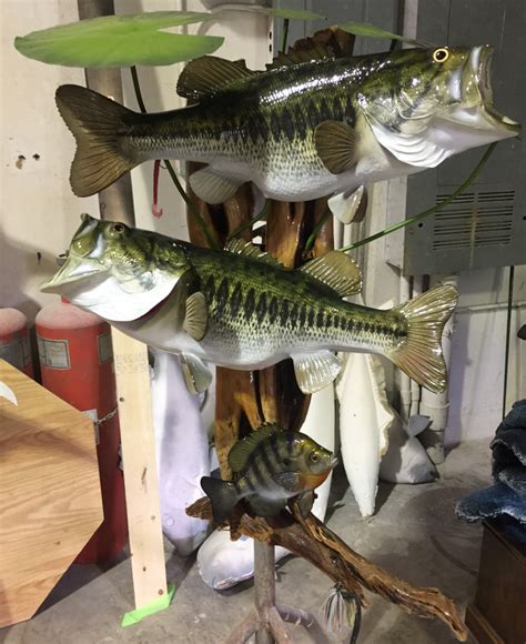 Largemouth Bass Fish Mount Mounted Fish Fish Trophy