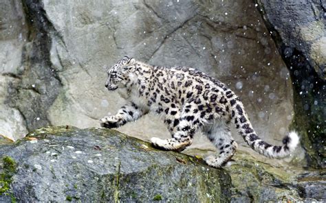 Snow Leopard In The Snow Wallpaper Animal Wallpapers 50610