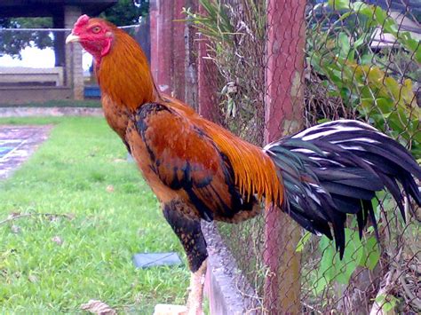 Dalam beternak pastinya ada proses untuk menghasilkan yang berkualitas bagus. 11 Gambar Ayam Bangkok Berkelas (Paling Dicari Pecinta Unggas)