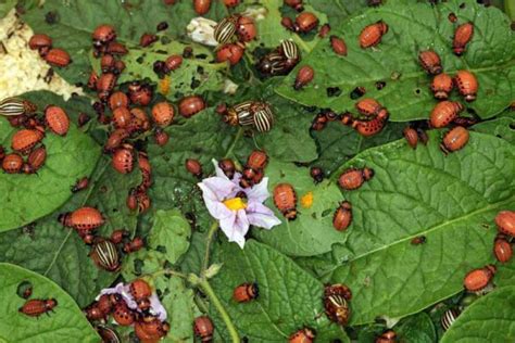 how to control and get rid of colorado potato beetles gardener s path
