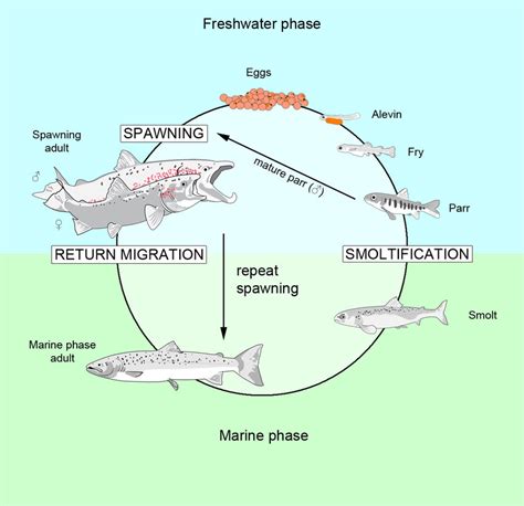 Atlantic Salmon Life Cycle Download Scientific Diagram