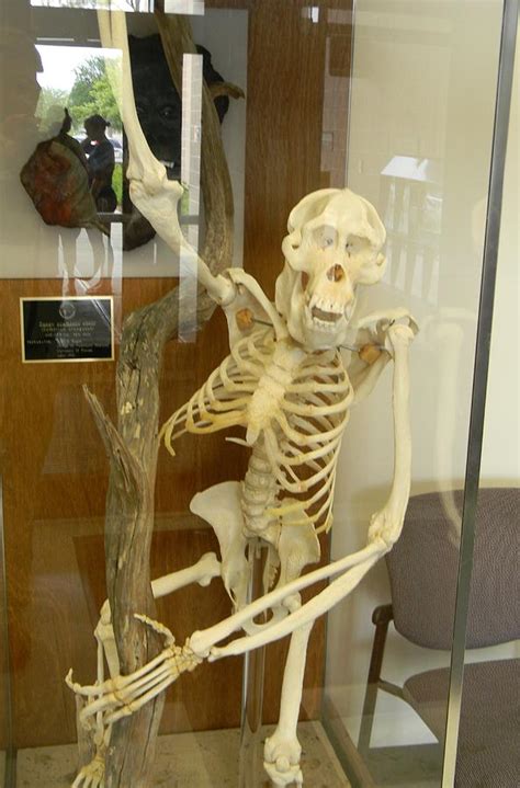 Orangutan Skeleton Photograph By Warren Thompson Fine Art America