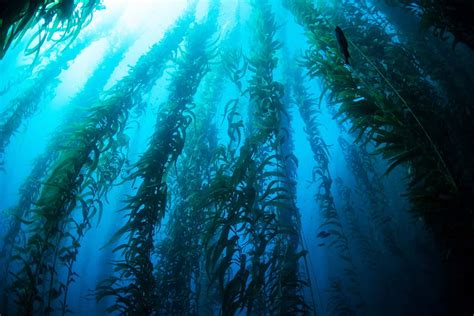 Kelp Forests Capture Nearly 5 Million Tonnes Of Co2 Annually New