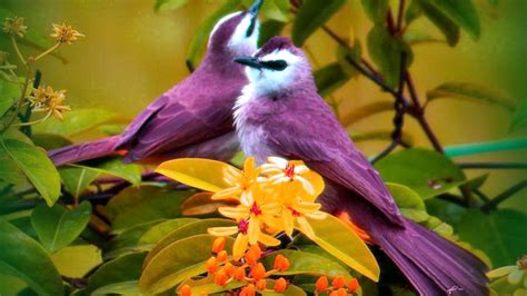 Bird Animal Beautiful Wild Wings Exotic Birds