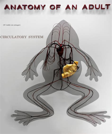 Frogs Circulatory System Clippix Etc Educational Photos For