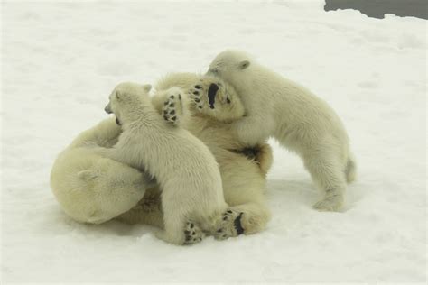 Filewrestling Polar Bears Wikimedia Commons