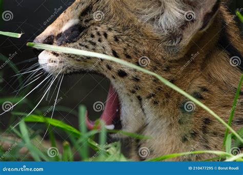 Serval Cat Yawning Resting In It S Enclosure Stock Image Image Of