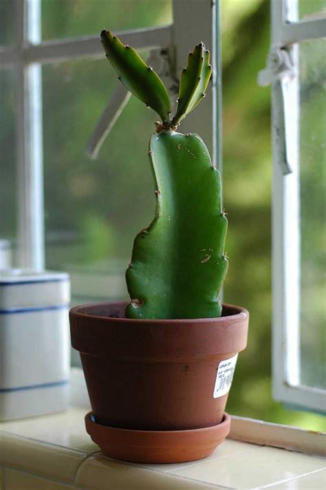 Choosing dragon fruit cuttings good dragon fruit let's explore the best soil for dragon fruit together: Pin on Greenhouse