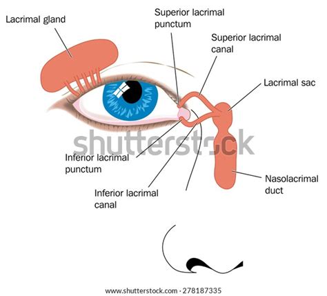 Lacrimal Apparatus Tear Duct Nasolacrimal Duct 库存插图 278187335