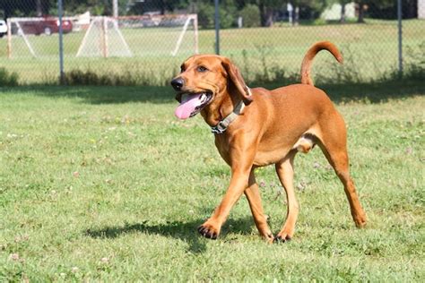 Redtick Coonhound Dog Breed Info Pictures Facts Traits And More Dogster