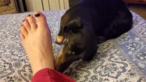 Cute Dachshund Dog Licks Daughters Toes Youtube