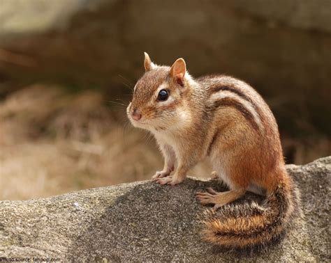 Interesting Facts About Chipmunks Just Fun Facts