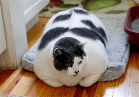 世界一太った保護猫デブ画像がバズってダイエット開始