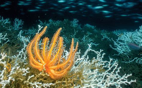 Deep Sea Corals Feel The Flow Science