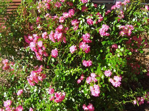 Miniature Rose Bush In The Front Yard Garden Inspiration Rose Bush