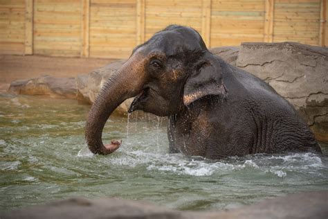 Columbus Zoo Announces Asian Elephant Phoebe Is Pregnant