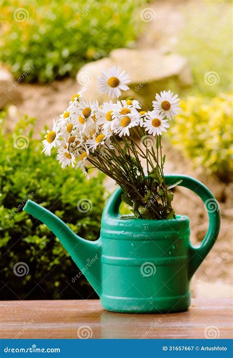 Daisy Flower In Garden Watering Can Stock Image Image Of Nature