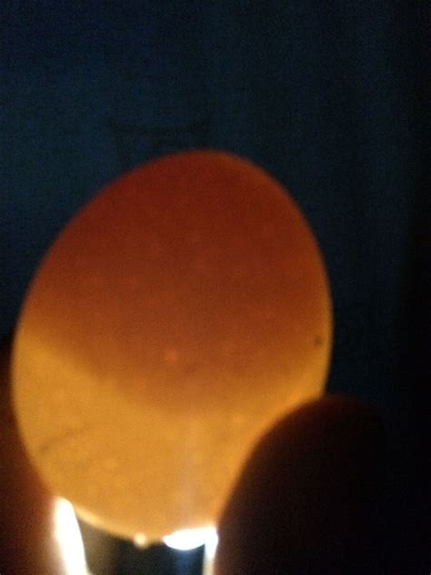 Candling Chicken Egg Help Backyard Chickens Learn How To Raise