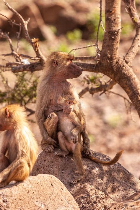 Baboon Mother Breast Feeding A Young Baboon Stock Image Image Of