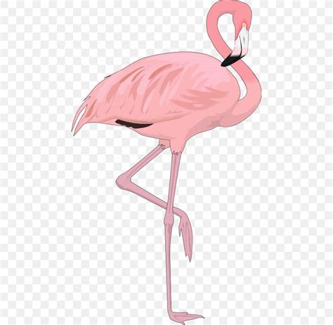 Flamingo Bird Clip Art Png 468x800px Flamingo Beak