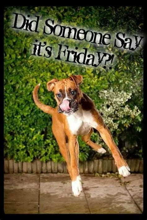 Thank Dog Its Friday Boxer Dog Puppy Boxer Mom I Love Dogs Puppy