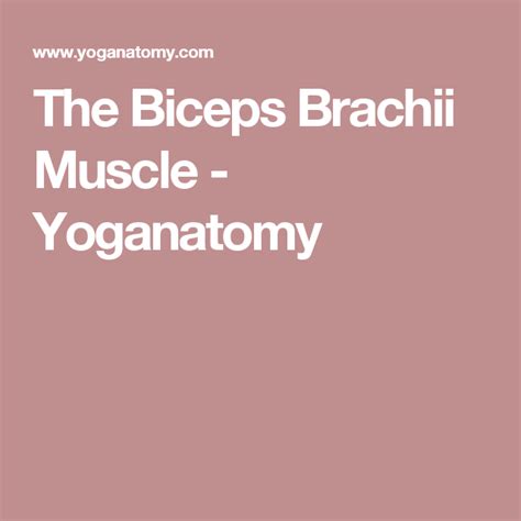 The Biceps Brachii Muscle Of The Month Piriformis