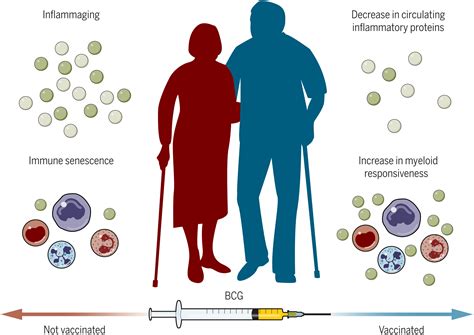 Controlling Inflammation In The Elderly With Bcg Vaccination Science