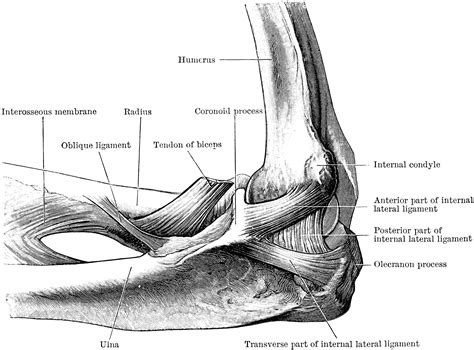 Inner Aspect Of The Elbow Joint Clipart Etc