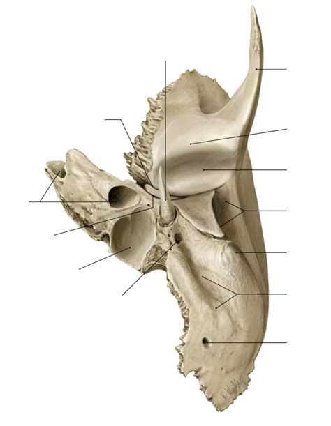 Left Inferior View Of Left Temporal Bone Anatomy Diagram Quizlet