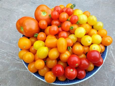 The First Tomato Harvest Of This Season Rgardening