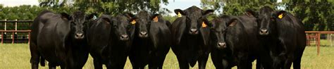 Top 10 Black Cattle Breeds An Overview