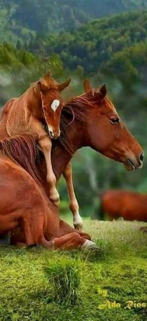 Pin By Hettiën On Animal Mommys And Their Babies Beautiful Horses