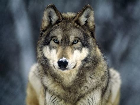 Gray Wolf ~ Animals World