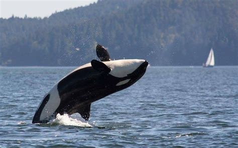 Pin On Orca Beluga