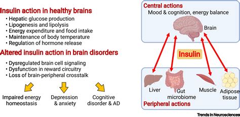 Insulin Action In The Brain Cell Types Circuits And Diseases Trends In Neurosciences