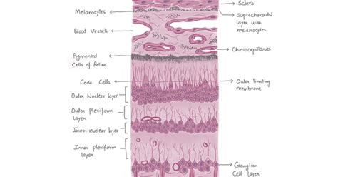 Layers Of Choroid And Retina