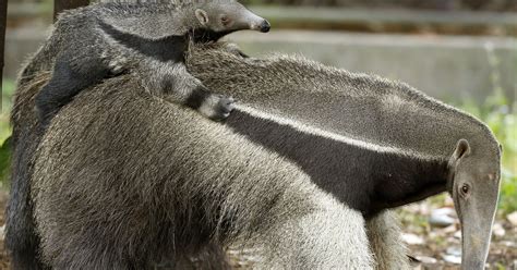 Baby Giant Anteater Makes Debut In Miami