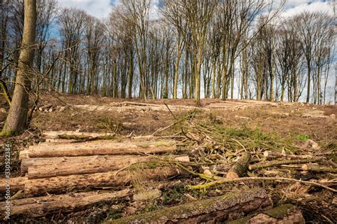 Forest Deforestation Tree Concept Logging Pile Of Firewood In Nude