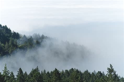 free images tree nature forest wilderness cloud sky fog mist sunlight morning hill