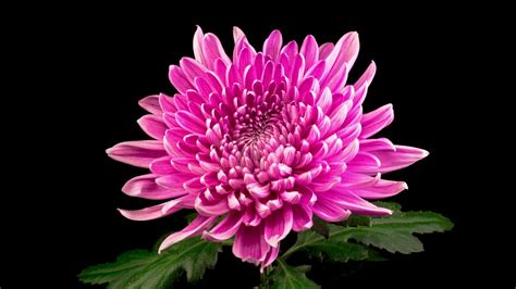Pink chrysanthemum flower opening - Free Stock Video - Mixkit